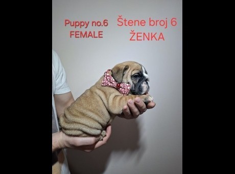 1  engleskibuldogsm1225.jpg